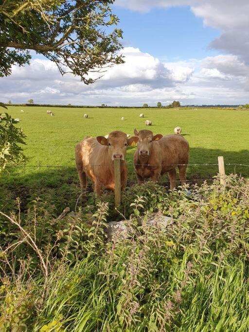 Peaceful Farm Cottage In Menlough Near Mountbellew, Ballinasloe, Athlone & Galway Exterior photo